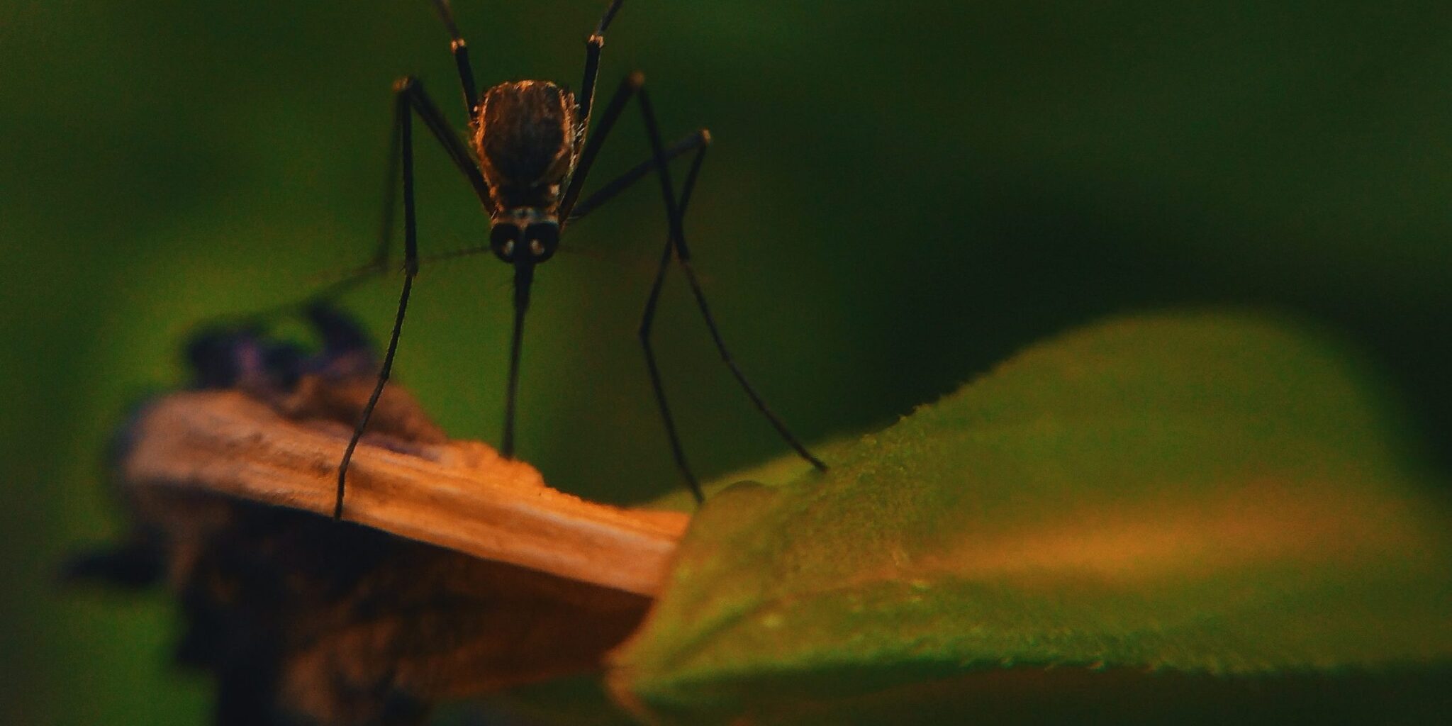 Imagen de un mosquito en la naturaleza