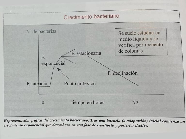 Las Modélicas Sociedades Bacterianas