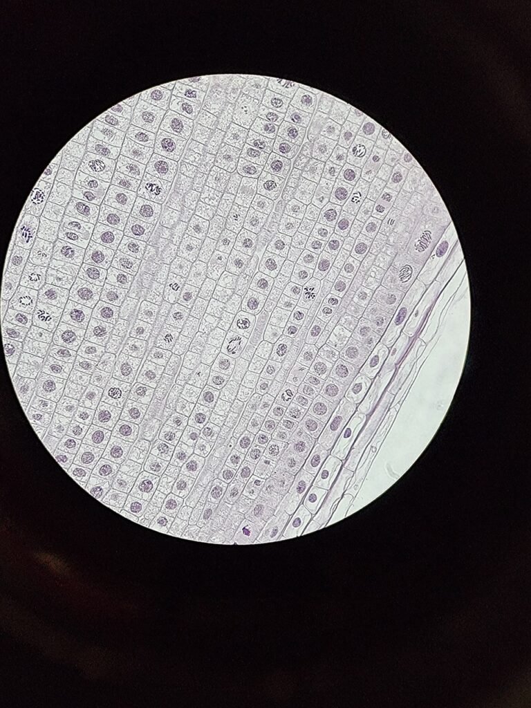 mitosis, biology, root tip, interfase