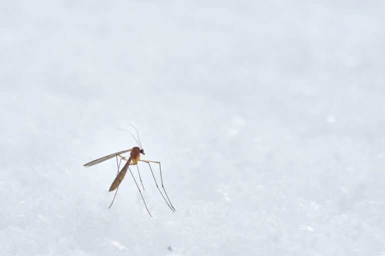 brown winged insect photograph